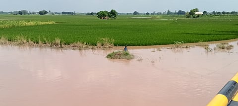पटियाला में बाढ़ का पानी खेतों में घुसता जा रहा है। फोटो: