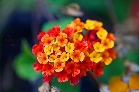 विदेशी पौधे जैसे लैंटाना जंगल, सवाना और स्थानीय आजीविका को प्रभावित कर रहे हैं, साथ ही नए पारिस्थितिक अवसर भी पैदा कर रहे हैं।