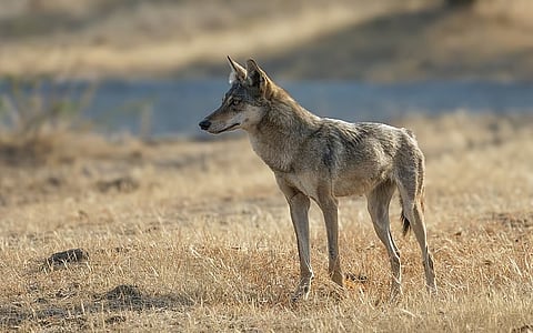 फोटो: आईस्टॉक