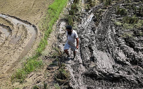 पंजाब के गुरुदासपुर जिले में हरदोवाल गांव में खेतों में पहुंची सिल्ट के बीच किसान, फोटो : विकास चौधरी