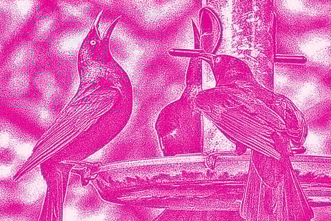 यह पुकार पक्षियों को मिलकर परजीवी को भगाने में मदद करती है, जिससे सामूहिक सुरक्षा सुनिश्चित होती है।