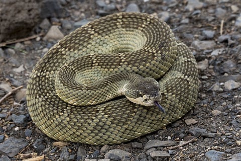 संरक्षण संदेश : “डर और हिंसा” के बजाय “सम्मान और सह-अस्तित्व” की भावना को बढ़ावा देने वाला अनोखा प्रयास।