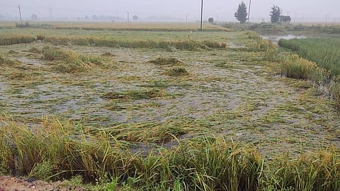 बेमौसमी बरसात से बिहार के किसानों को बड़ा नुकसान हुआ है। फोटो: राहुल कुमार गौरव