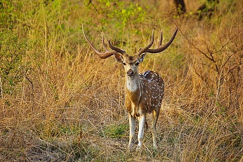 संरक्षण परियोजनाओं का बंद होना: दुनिया भर में कम से कम एक तिहाई परियोजनाएं कुछ सालों में ही बंद हो जाती हैं, जिससे वास्तविक प्रगति का भ्रम पैदा होता है।