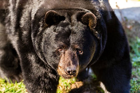 सूखे से प्राकृतिक संसाधन घटते हैं, जिससे वन्यजीव मानव क्षेत्रों की ओर बढ़ते हैं और संघर्ष बढ़ते हैं।