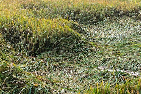 अध्ययन में यह पता चला कि 1980 से 2015 के बीच, बाढ़ के कारण हर साल औसतन लगभग 4.3 फीसदी धान की फसल नष्ट हुई, जो लगभग 1.8 करोड़ टन चावल के बराबर है।