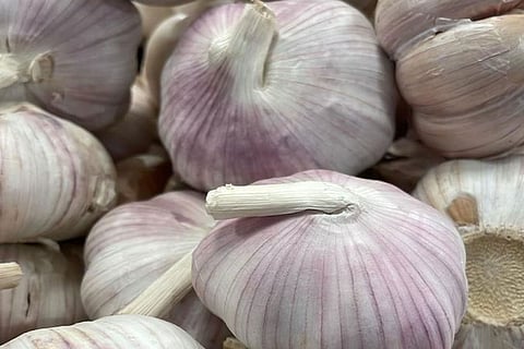 बड़े और मानकीकृत क्लिनिकल अध्ययन लहसुन माउथवॉश को सुरक्षित और प्रभावी विकल्प के रूप में स्थापित कर सकते हैं।