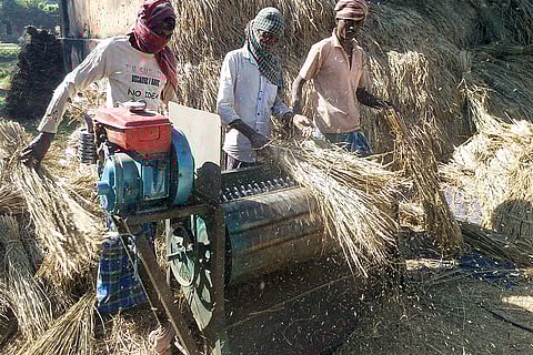कृषि मजदूरों में हीट स्ट्रेस, डिहाइड्रेशन और गर्मी से जुड़ी बीमारियां कहीं अधिक होती हैं। वहीं हैं। छाया, पीने के पानी और आराम की कमी स्थिति को और खराब कर देती है; प्रतीकात्मक तस्वीर: आईस्टॉक