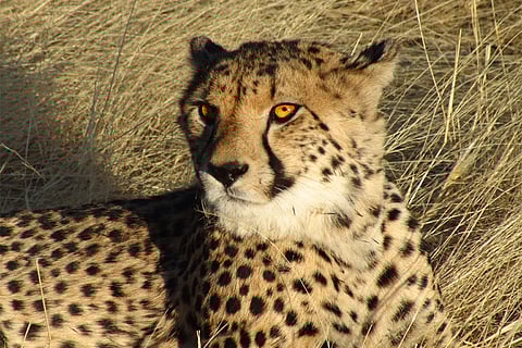 दुनिया में लगभग 7,100 चीते बचे हैं और वे अपने 91 फीसदी ऐतिहासिक क्षेत्र से गायब हो चुके हैं।