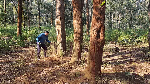 मध्य प्रदेश के डिंडोरी जिले में साल के पेड़ों पर साल बोरर का हमला हुआ है। फोटो: भागीरथ