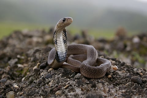 प्रतीकात्मक तस्वीर: आईस्टॉक