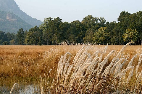 बांधवगढ़ राष्ट्रीय उद्यान; प्रतीकात्मक तस्वीर: विकिमीडिया कॉमन्स