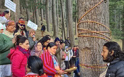 देवदार के वृक्षों पर रक्षा सूत्र बांधते लोग। फोटो: दीपक पुरोहित