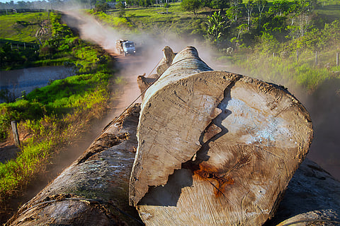 अमेजन में लगातार कटते पेड़; फोटो: आईस्टॉक