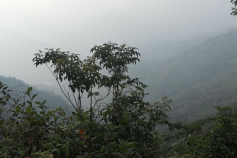 दिल्ली-एनसीआर और उत्तर प्रदेश में घने कोहरे के चलते येलो और रेड अलर्ट जारी किए गए हैं।