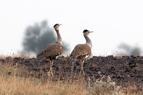 ग्रेट इंडियन बस्टर्ड (गोडावण); फोटो: आईस्टॉक