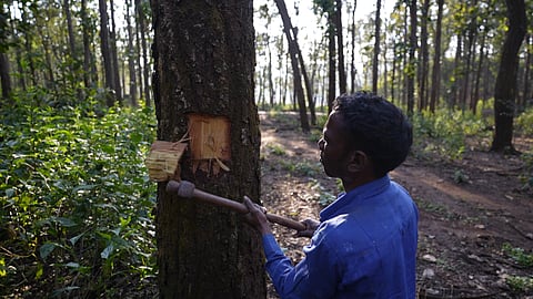 डिंडोरी जिले के सोनतीरथ गांव में साल बोरर प्रभावित पेड़ों की पहचान का कार्य जारी है। फोटो: दानिशमंद खान/ सीएसई