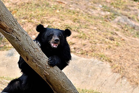 उत्तराखंड में इस साल वन्यजीवों से जुड़े 64 मौतें और 467 घायल मामले दर्ज, ब्लैक बियर से संबंधित आठ मौतें भी शामिल हैं।