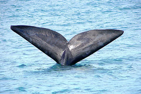 आज भी जहाजों से टकराव और मछली पकड़ने के जाल में फंसना राइट व्हेल की मौत के मुख्य कारण हैं