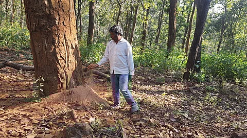 डिंडोरी जिले चौरादादर गांव में साल बोरर प्रभावित पेड़ दिखाता एक ग्रामीण। फोटो: भागीरथ/सीएसई