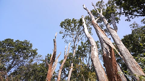 साल बोरर कीट में पूरे साल के जंगल को तबाह करने की क्षमता है। फोटो : दानिशमंद खान/सीएसई