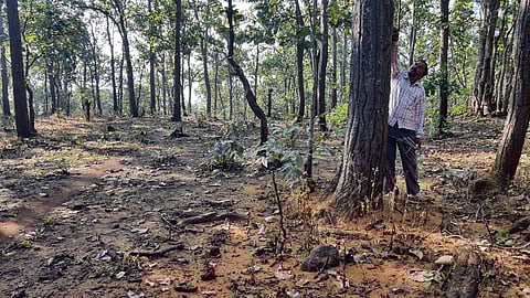 अमरकंटक के उमरगोहान गांव में साल बोरर प्रभावित पेड़ दिखाते रमेश कुमार परस्ते। फोटोज: भागीरथ/सीएसई