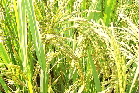 धान के पौधे छोटे कीटों के हमले पर एमईएसए रसायन छोड़कर कीटों को भगाते और परजीवी ततैयों को आकर्षित करते हैं।