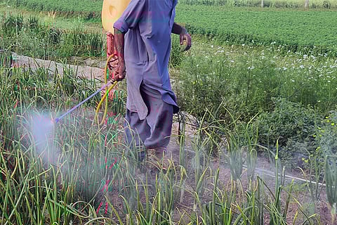 अपने खेतों में कीटनाशक का छिड़काव करता किसान; प्रतीकात्मक तस्वीर: आईस्टॉक