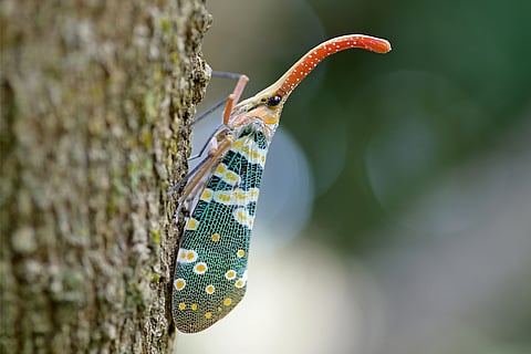 हमारी सोच से कहीं गूढ़ है प्रकृति; फोटो: आईस्टॉक