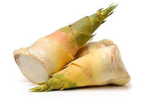 वैज्ञानिक अध्ययन बताते हैं कि बांस का सेवन रक्त शर्करा नियंत्रण और हृदय स्वास्थ्य सुधारने में सहायक हो सकता है।