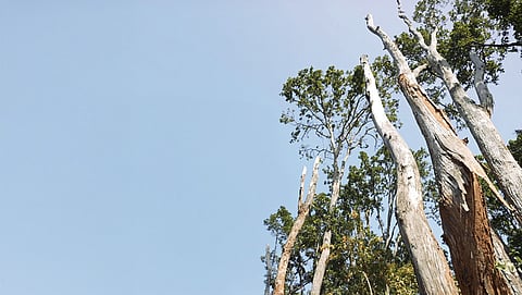 आवरण कथा: 30 साल बाद लौटी महामारी!