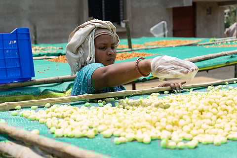 झारखंड में आदिवासी महिलाएं महुआ से लड्डू बनाकर आजीविका बढ़ा रही हैं। फोटो: ऋषभ