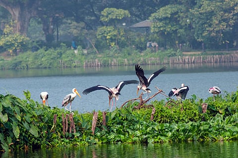 दुनिया की लगभग 40 प्रतिशत प्रजातियां वेटलैंड में रहती और प्रजनन करती हैं, जिससे जैव विविधता सीधे इन पर निर्भर है।