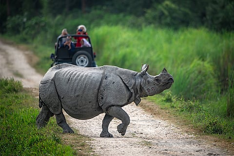 असम के काजीरंगा नेशनल पार्क में विचरण करता गैंडा; फोटो: आईस्टॉक