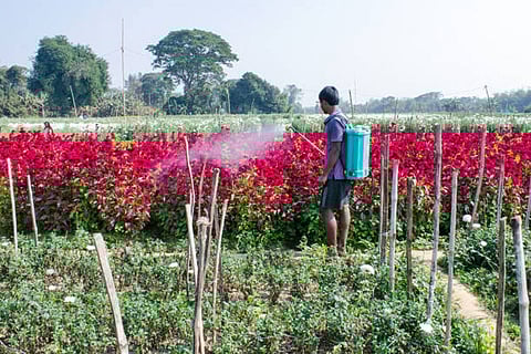 फल, सब्जियां, अनाज, मक्का, सोयाबीन और चावल मिलकर कुल कीटनाशक विषाक्तता का लगभग 80 प्रतिशत हिस्सा बनाते हैं।