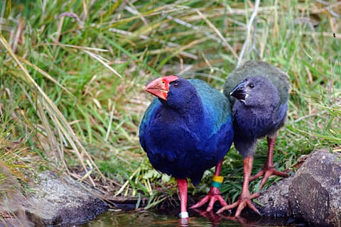 गुफा में ताकाहे पक्षी के एक प्राचीन पूर्वज के अवशेष भी मिले हैं। ताकाहे आज न्यूजीलैंड का एक प्रसिद्ध और दुर्लभ पक्षी है।