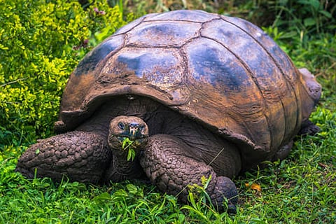 1970 से आंकड़े दिखाते हैं कि जलवायु परिवर्तन के बावजूद समुद्री, मीठे पानी और जमीन के पारिस्थितिकी तंत्र में प्रजातियों का टर्नओवर लगभग एक-तिहाई कम हुआ है।