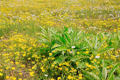 नौ फीसदी औषधीय पौधों की प्रजातियां अत्यधिक कटाई, अवैध व्यापार, जलवायु परिवर्तन व आवास नुकसान के कारण विलुप्त होने के कगार पर हैं।
