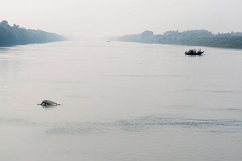 गंगा रिवर डॉल्फिन; फोटो: आईस्टॉक