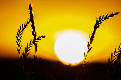 जलवायु परिवर्तन सीधे खाद्य सुरक्षा को प्रभावित करता है। बढ़ते तापमान, अनियमित वर्षा और प्राकृतिक आपदाओं से फसलें प्रभावित होती हैं।