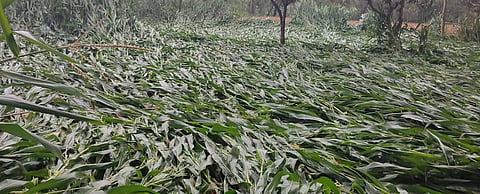 20 मार्च को हुई भारी बारिश में बिहार के सुपौल जिला स्थित बीना पंचायत क्षेत्र में मक्के की फसल को काफी नुकसान हुआ है। फोटो: राहुल कुमार गौरव
