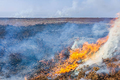 पीटलैंड में बहुत अधिक कार्बन जमा होता है, आग लगने पर यह कार्बन वातावरण में जाकर जलवायु परिवर्तन को बढ़ाता है।
