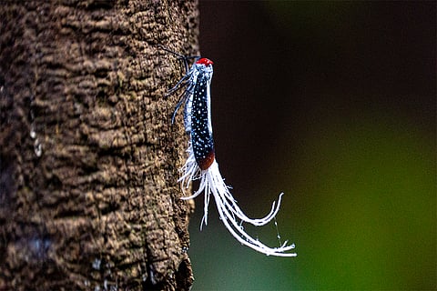 प्रतीकात्मक तस्वीर: आईस्टॉक