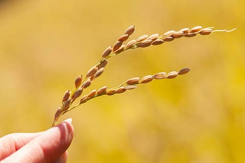 बहुवर्षीय धान विकसित होने से खेती की लागत कम होगी, मिट्टी पर दबाव घटेगा और कृषि अधिक टिकाऊ बनेगी।