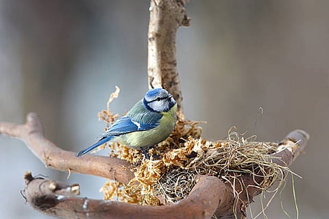शहरी 'नीली टिटस' पक्षियां अपने घोंसलों में सिगरेट के फिल्टर रखकर परजीवी ब्लोफ्लाई और अन्य हानिकारक कीटों से सुरक्षा पाती हैं।