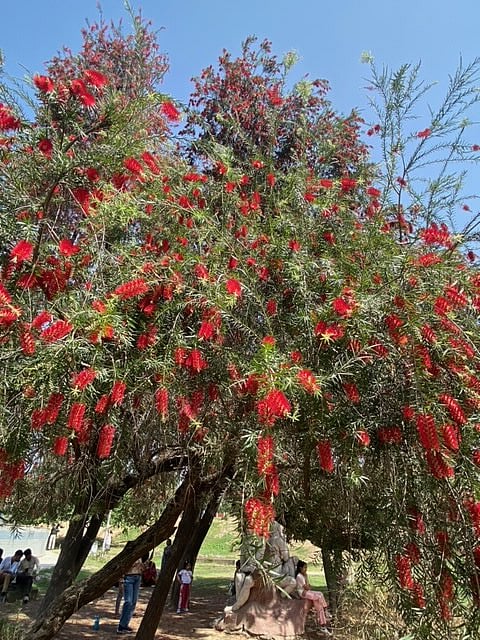 फोटो- सौम्या श्रीवास्तव