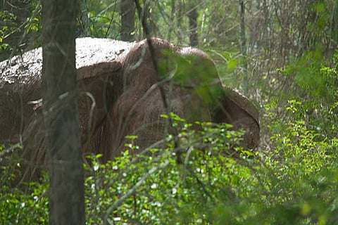 हाथियों की ट्रेन दुर्घटनाओं को रोकने के लिए 77 रेलवे मार्गों पर 705 संरचनाओं का निर्माण प्रस्तावित।