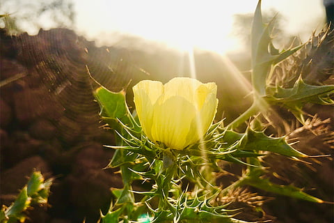मौजूदा समय में दुनिया की करीब एक-तिहाई जमीन ऐसी है जहां कम से कम 10 फीसदी विदेशी पौधे उग सकते हैं। इन क्षेत्रों को वैज्ञानिकों ने “इनवेजन हॉटस्पॉट” यानी आक्रमण के सबसे बड़े खतरे वाले इलाके बताया है; फोटो: आईस्टॉक