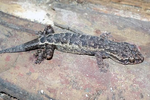 वियतनाम में खोजी गई हाफ लीफ-फिंगर्ड गेको की नई प्रजाति 'हेमिफिलोडैक्टाइलस जिग्लेरी'; फोटो: एन वान फाम