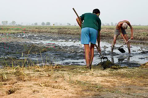 हरियाणा में भारी बारिश के बाद बर्बाद हुई फसल को साफ करते किसान पिता-पुत्र; फोटो: आईस्टॉक